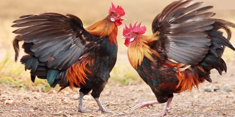 Đá gà trực tiếp và thông tin quan trọng