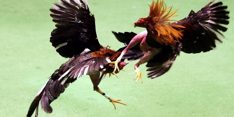 Các thể loại đá gà trực tiếp được nhà cái đẩy mạnh