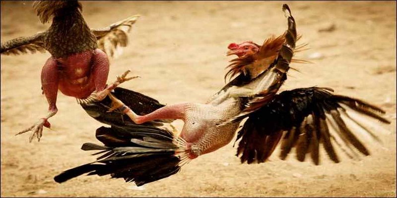 Tại sao đá gà trực tiếp lại thành xu hướng và được yêu thích?